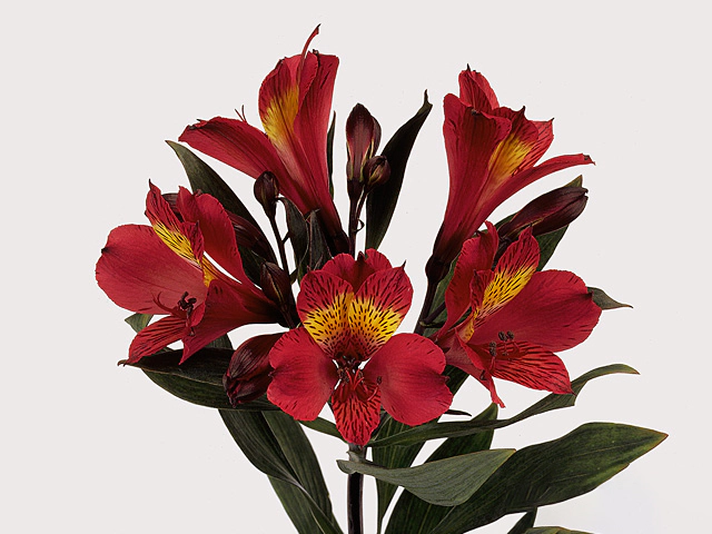 Альстремерия "Passion"