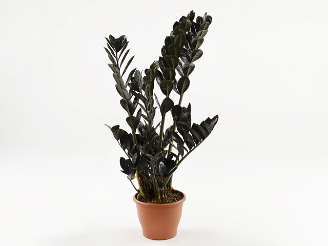 Zamioculcas zamiifolia Raven