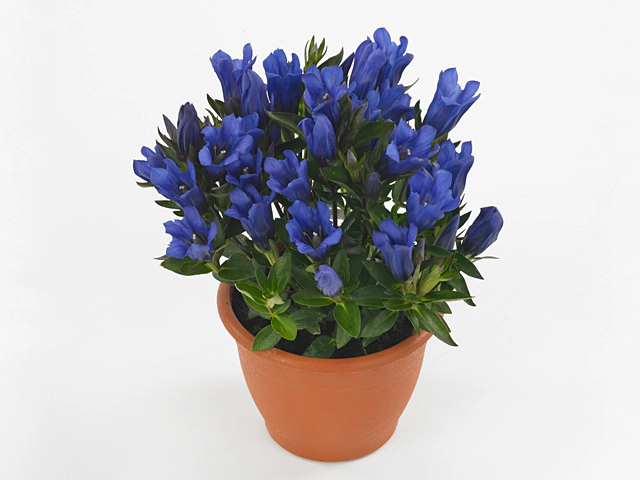 Gentiana scabra Bella Blue