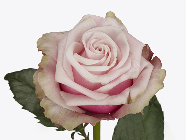 Роза крупноцветковая "Lady Raphaela"