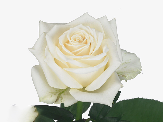 Роза крупноцветковая "White Soda+"