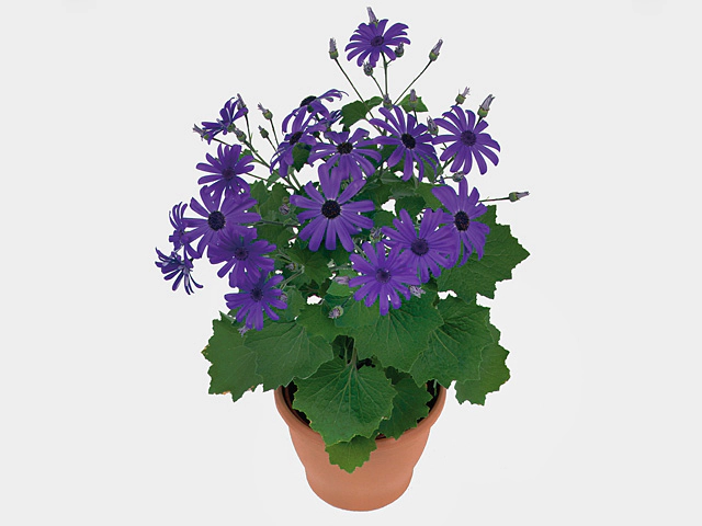 Pericallis (Cruentus Grp) Senetti Blue