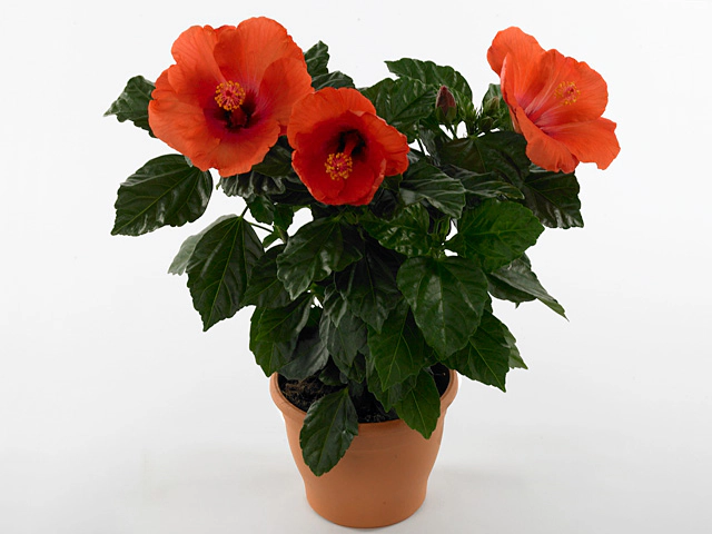 Hibiscus rosa-sinensis Circus