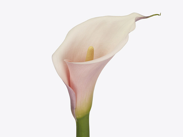 Zantedeschia aethiopica Eydolls Pink