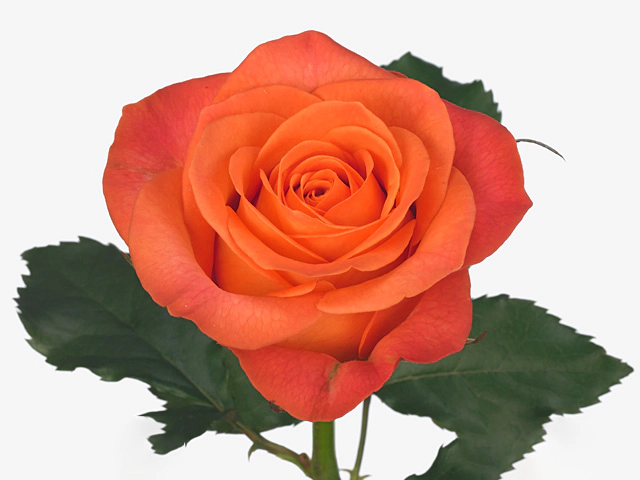 Роза крупноцветковая "Clarence+"