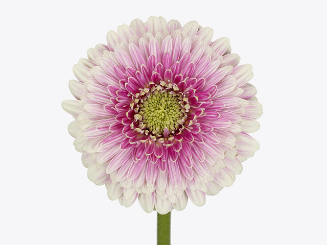 Gerbera mini globose Moore+