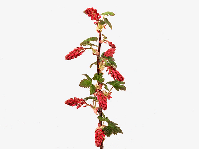 Ribes sanguineum 'King Edward VII'