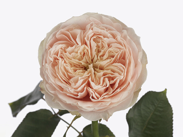 Роза крупноцветковая "Sweet Harper!"