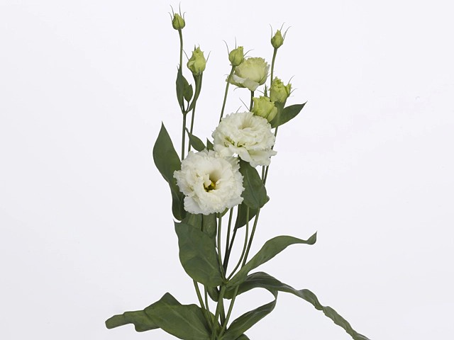 Eustoma russellianum double flowered 'Floralisi White'