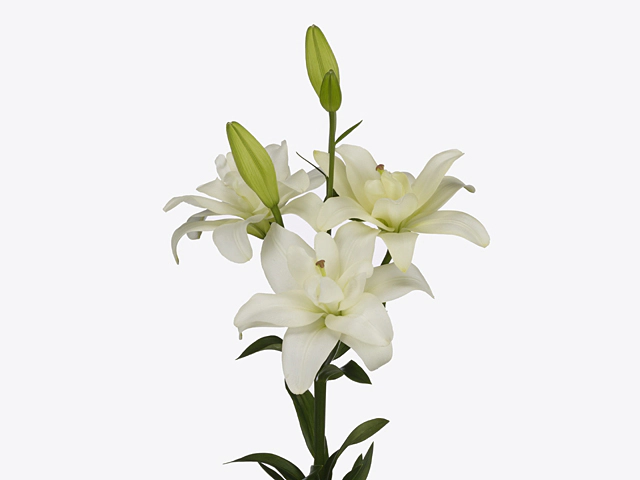 Lilium (LA-hybrids Grp) Twinlife White