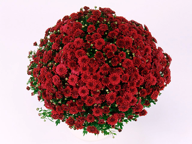 Хризантема индийская "Galatino"