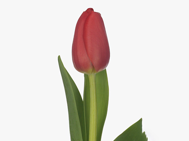 Тюльпан Триумф "Kay"