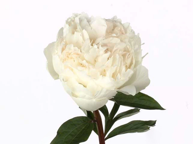 Пион молочноцветковый "Henry Sass"