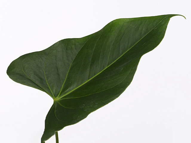 Anthurium (Andreanum Grp) Narita (leaf)