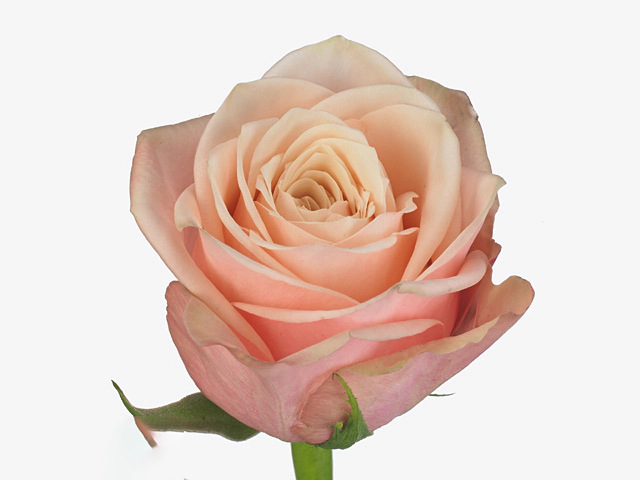 Роза крупноцветковая "Suplesse"