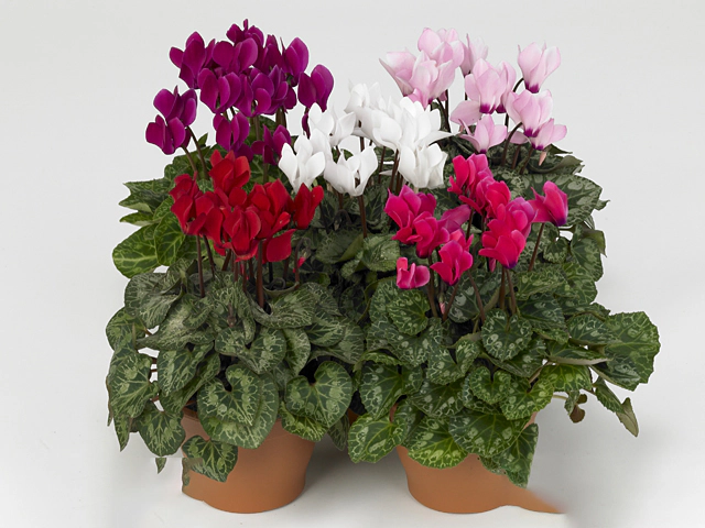 Cyclamen persicum small flowered Melody Outdoor