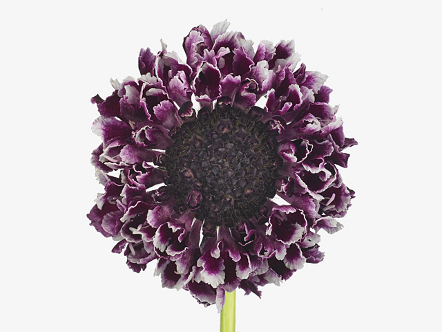 Scabiosa atropurpurea Cherry Vanilla Scoop