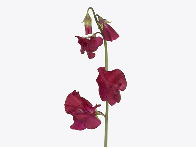 Lathyrus odoratus (Spencer Grp) 'Parfum Deep Red'