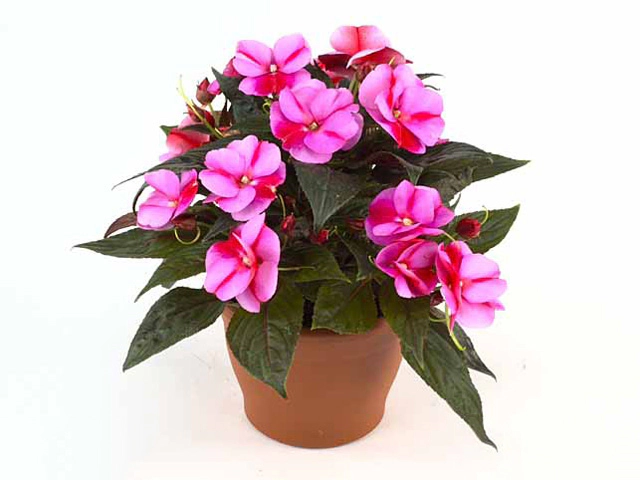 Impatiens (New Guinea Grp) Colorpower Lavender Flame