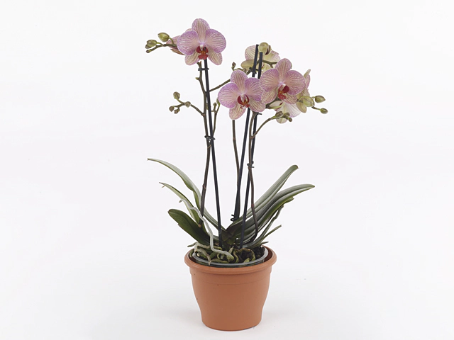 Phalaenopsis Multifloratypes Floriclone Cryptix