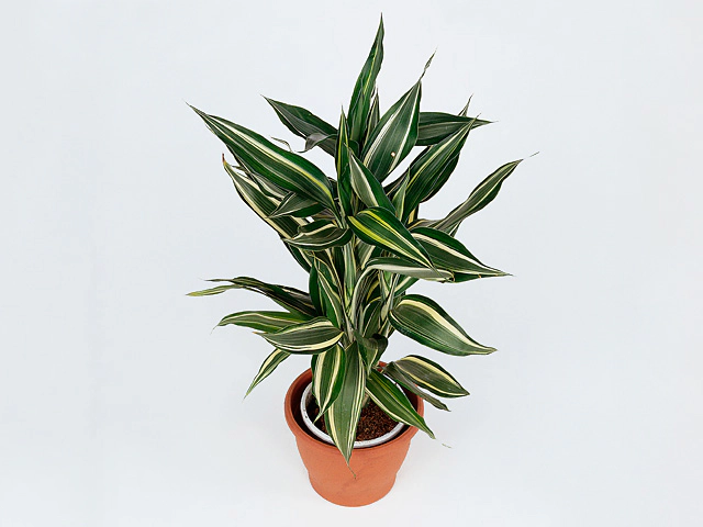 Dracaena sanderiana 'Victory'