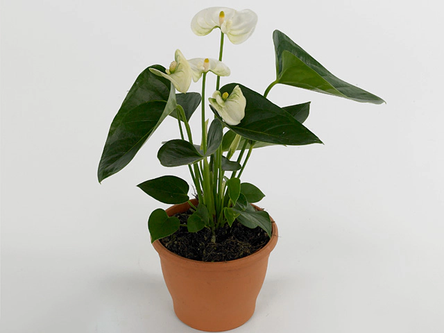 Anthurium Andreanum 'Sierra White' - Pianta Fiore Di Fenicottero In Vaso 14cm, Altezza 55+cm - Foglie Verdi E Brattee Bianche, Ideale Per Interni