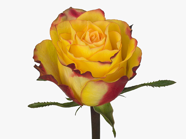 Роза крупноцветковая "Newsflash"
