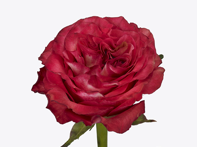 Rosa large flowered Diabolo@
