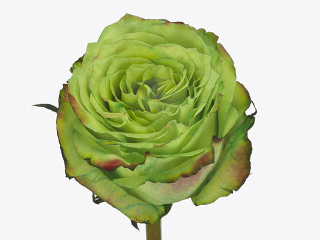 Rosa large flowered Kryptonite colour treated H%