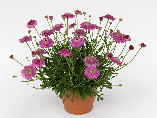 Argyranthemum frutescens Cymbals Dark Pink