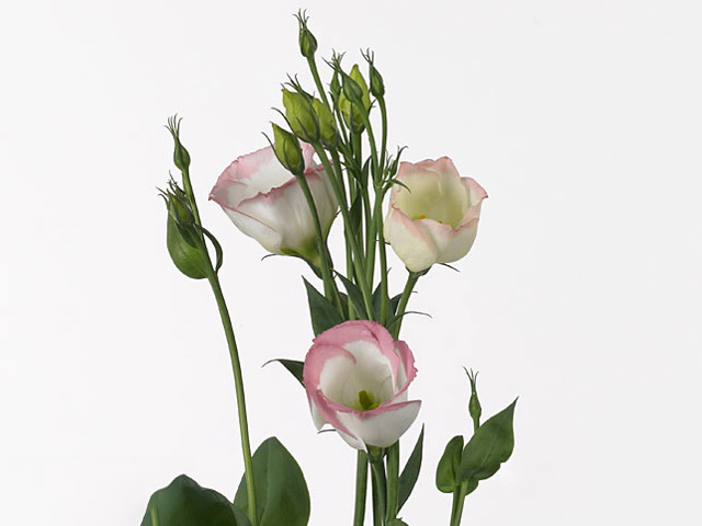 Эустома Рассела одноцветковая "Vulcan Pink Picotee"