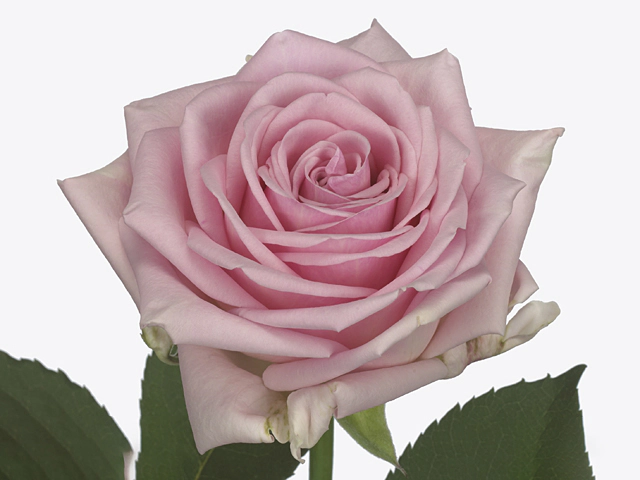 Роза крупноцветковая "Hera"