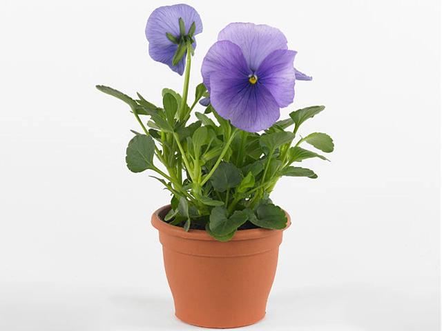 Viola (Wittrockiana Grp) Carneval F1 Azure