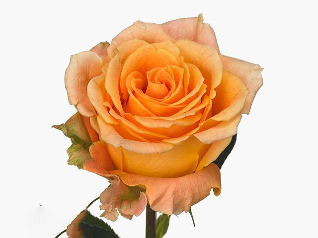 Роза крупноцветковая "Morning Sun"