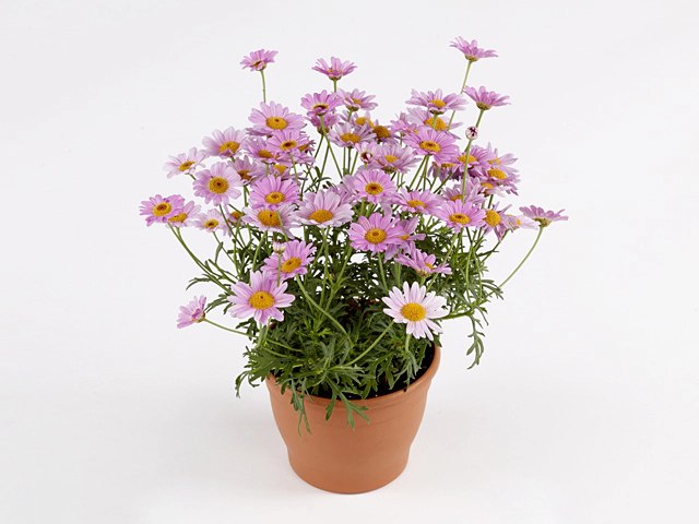 Argyranthemum frutescens 'Simba Pink with Eye'