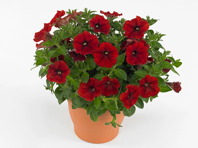 Petunia Sweetunia Hot Rod Red