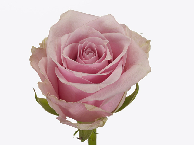 Rosa large flowered Rosita