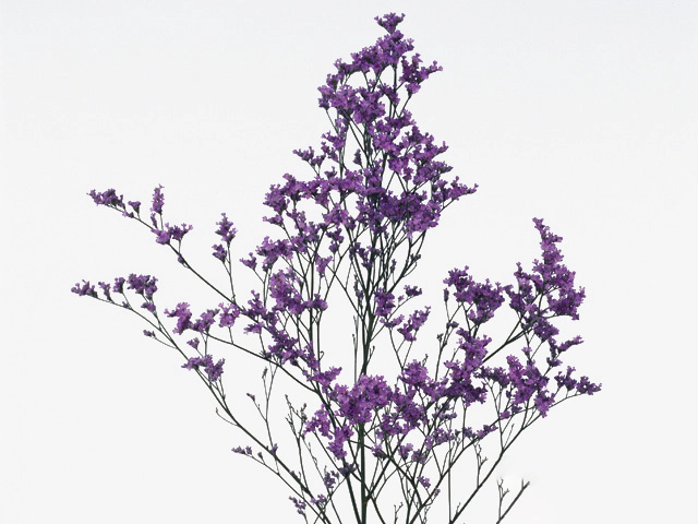 Кермек "Montana"