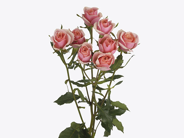 Роза спрей "Classic Rosever"