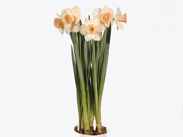 Narcissus (Large-cupped Grp) 'Salome'