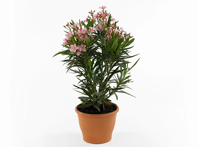 Nerium oleander Corazon Pink