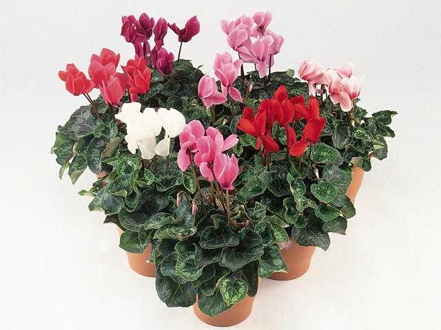 Cyclamen persicum large flowered Concerto