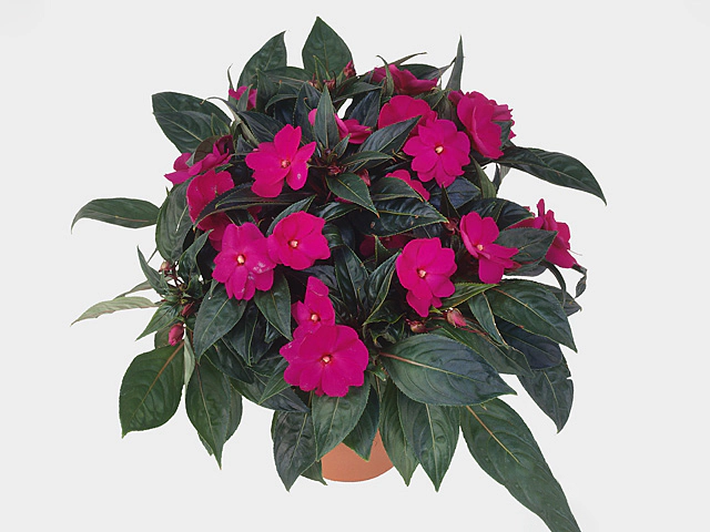 Impatiens (New Guinea Grp) Colorpower Violet