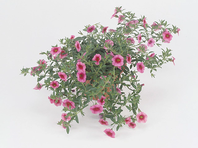 Калибрахоа "Minifamous Dark Pink + Eye"