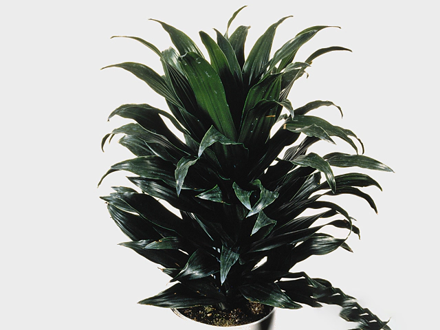 Dracaena fragrans (Compacta Grp) 'Compacta'