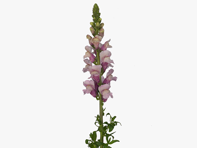 Антирринум большой "Potomac lavender"