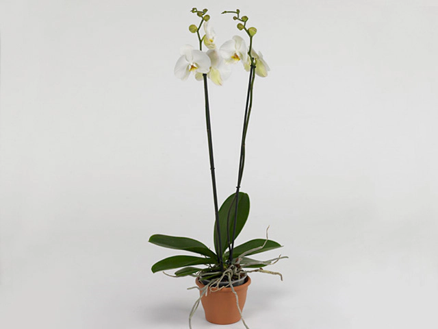 Phalaenopsis 'Polaris'