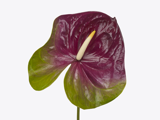 Anthurium (Andreanum Grp) Jumbo