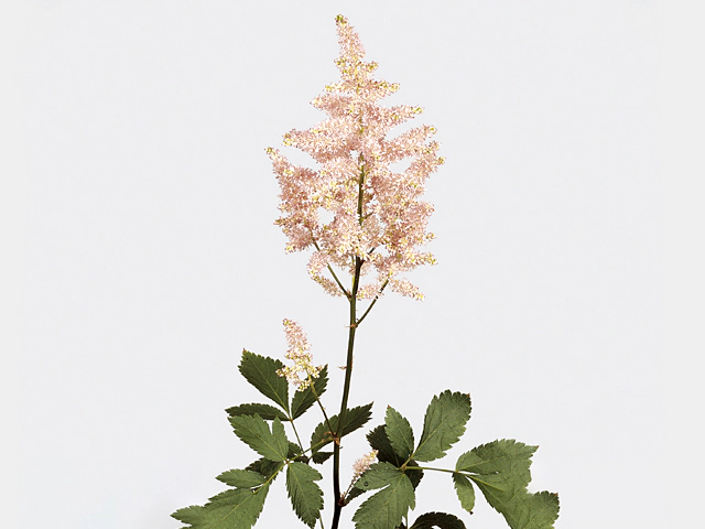 Astilbe (Japonica Grp) 'Europa'
