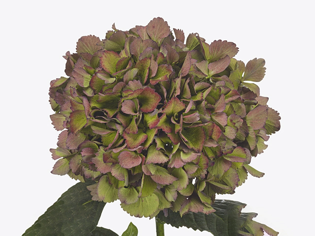 Hydrangea macrophylla Magical Allegretto (classic)